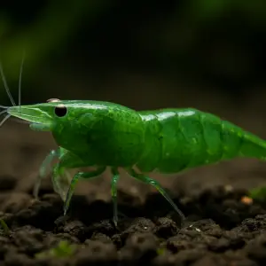 Green Jade Shrimp (Neocaridina davidi), UK bred freshwater dwarf shrimp with emerald green shell grazing on substrate.