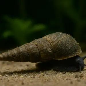 Malaysian Trumpet Snail (Melanoides tuberculata) with conical shell on aquarium sand