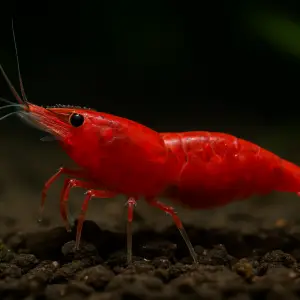 Red Cherry Shrimp (Neocaridina davidi), UK bred dwarf freshwater shrimp with bright red shell in aquarium.