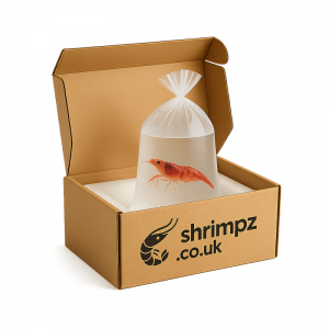 Shrimp packed safely and securely for delivery